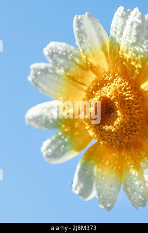 Fiore Macro. Sfondo naturale. Gocce d'acqua.. Foto Stock