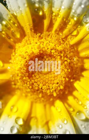 Fiore Macro. Sfondo naturale. Gocce d'acqua.. Foto Stock