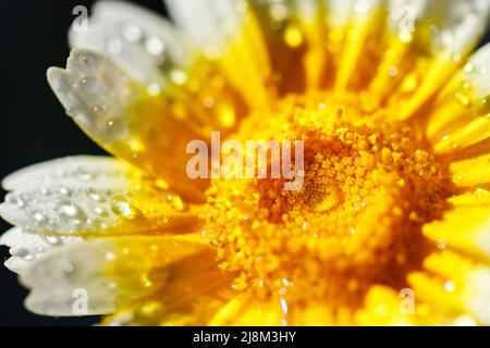 Fiore Macro. Sfondo naturale. Gocce d'acqua.. Foto Stock