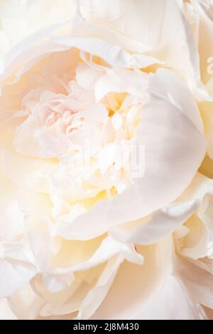 Vista ravvicinata sul Royal fiore bianco di peonia. Foto Stock