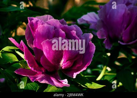 Foto di fiori di peonia (paeonia officinalis) con rugiada mattutina alla luce del sole Foto Stock