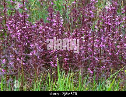 17 maggio 2022, Brandeburgo, Rüdersdorf: Una caratteristica speciale nello stato del Brandeburgo è la palude lousewort (Pedicularis palustris), che cresce in un prato umido nella riserva naturale e FFH zona 'Herrensee, Lange-Dammwiesen e Barnim-Hänge'. In vista del 30th anniversario della direttiva UE Fauna-Flora-Habitat (FFH) del 21 maggio, il ministro dell'ambiente di Brandeburgo Vogel (Bündnis 90/Die Grünen) ha dato il via ufficiale alle squadre natura 2000 dello stato di Brandeburgo lo stesso giorno in loco. La riserva naturale e l'area FFH "Herrensee, Lange-Dammwiesen und Barnim-Hänge" sono riparate Foto Stock