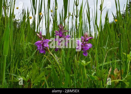 17 maggio 2022, Brandeburgo, Rüdersdorf: Le orchidee a foglia larga (Dactylorhiza majalis) crescono su un prato umido nella riserva naturale e nella zona FFH "Herrensee, Lange-Dammwiesen e Barnim-Hänge". In vista del 30th anniversario della direttiva UE Fauna-Flora-Habitat (FFH) del 21 maggio, il ministro dell'ambiente di Brandeburgo Vogel (Bündnis 90/Die Grünen) ha dato il via ufficiale alle squadre natura 2000 dello stato di Brandeburgo lo stesso giorno in loco. La riserva naturale e l'area FFH "Herrensee, Lange-Dammwiesen und Barnim-Hänge" sono rappresentative delle 595 aree FFH di Brand Foto Stock