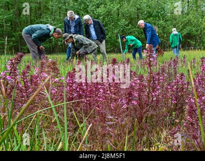 17 maggio 2022, Brandeburgo, Rüdersdorf: Una caratteristica speciale nello stato del Brandeburgo è la palude lousewort (Pedicularis palustris), che cresce in un prato umido nella riserva naturale e FFH zona 'Herrensee, Lange-Dammwiesen e Barnim-Hänge'. In vista del 30th anniversario della direttiva UE Fauna-Flora-Habitat (FFH) del 21 maggio, il ministro dell'ambiente di Brandeburgo Vogel (Bündnis 90/Die Grünen) ha dato il via ufficiale alle squadre natura 2000 dello stato di Brandeburgo lo stesso giorno in loco. La riserva naturale e l'area FFH "Herrensee, Lange-Dammwiesen und Barnim-Hänge" sono riparate Foto Stock