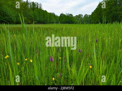 17 maggio 2022, Brandeburgo, Rüdersdorf: Le orchidee a foglia larga (Dactylorhiza majalis) crescono su un prato umido nella riserva naturale e nella zona FFH "Herrensee, Lange-Dammwiesen e Barnim-Hänge". In vista del 30th anniversario della direttiva UE Fauna-Flora-Habitat (FFH) del 21 maggio, il ministro dell'ambiente di Brandeburgo Vogel (Bündnis 90/Die Grünen) ha dato il via ufficiale alle squadre natura 2000 dello stato di Brandeburgo lo stesso giorno in loco. La riserva naturale e l'area FFH "Herrensee, Lange-Dammwiesen und Barnim-Hänge" sono rappresentative delle 595 aree FFH di Brand Foto Stock