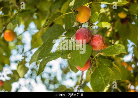 Frutta prugne selvatiche mature nella tettoia dell'albero - frutti di prugne selvatiche nei rami di un albero coperto di foglie verdi d'ombra. Foto Stock