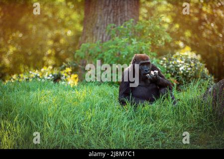 gorilla femmina seduta in erba e mangiare Foto Stock