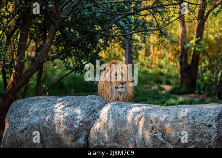 leone dietro le rocce con vegetazione sullo sfondo Foto Stock