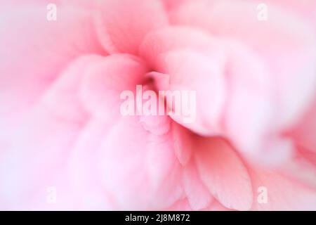 Sfondo della natura astratta sfocata. Sfondo rosa pastello sfumato petali di San Valentino Abstract sfondo rosa. Vista ravvicinata su petali rosa del fiore della viola come sfondo Foto Stock