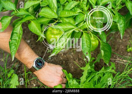 Innovazione sistema agricolo intelligente. Utilizzare l'intelligenza artificiale da agronomo, agricoltore per aiutare nell'analisi del prodotto, valutazione della qualità, facendo st Foto Stock