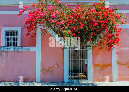 Casa rosa e bougainvillea albero, Centro storico, Merida, Yucatan, Messico Foto Stock