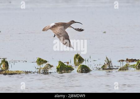 Whimbrel (Numenius phaeopus) in volo Foto Stock