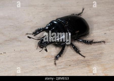 Stierkäfer, Männchen, Tifaeus typhoeus, coleottero minotauro, maschio, Le Minotaure, Mistkäfer, Geotrupidae, letame Foto Stock