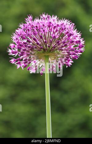 primo piano di un bellissimo fiore di allio viola illuminato dal sole su uno sfondo verde sfocato Foto Stock