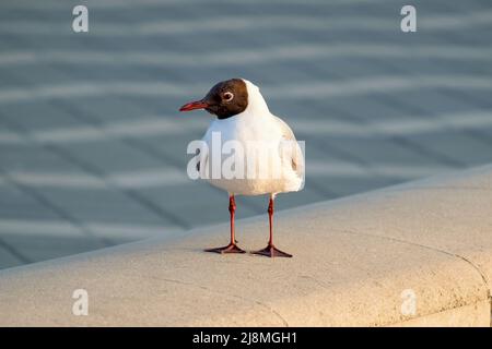 Il gabbiano mediterraneo curioso (Ichthyaetus melanocephalus) guarda nella lente. Vista ravvicinata. Sfondo sfocato uniforme Foto Stock