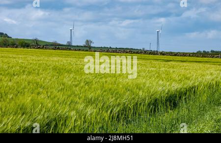 East Lothian, Scozia, Regno Unito, 17th maggio 2022. UK Meteo: Sole di primavera. Un campo di orzo è sulla cuspide di passare dal verde all'oro, con il monumento vittoriano in cima alla collina, il monumento Hopetoun sulla cresta di Garleton, visibile in lontananza Foto Stock