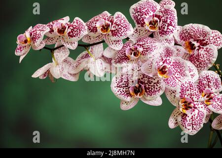 Fiori rosa di orchidea, Phalaenopsis, primo piano. Spazio libero per il testo nella foto. Foto Stock