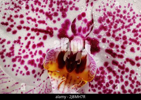 Bellissimo fiore di orchidee avvistato in fiore alla stagione piovosa in primo piano Foto Stock