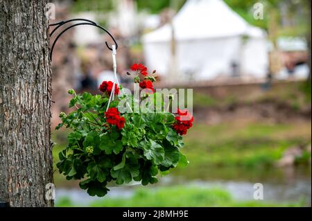 in un flowerpot vicino ad un albero su uno sfondo bokeh con spazio di copia, primo piano Foto Stock