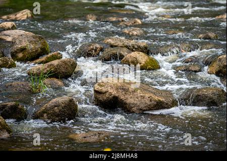 Grandi rocce con muschi e licheni nel torrente. Sfondo di acqua a flusso rapido, primo piano Foto Stock