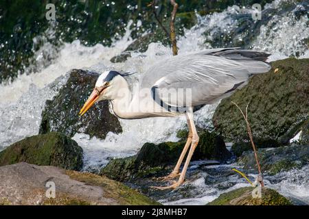 Un Heron grigio che pesca in una strana sul fiume Tame all'ombra del Castello di Tamworth. L'airone grigio è stato avvistato in questa posizione molto vicino al centro della città di Tamworth. Foto Stock