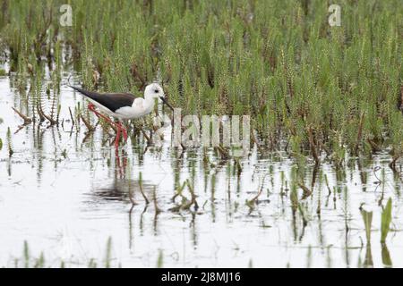 Slilt ad alare nera (Himantopus himantopus) Hickling Broad NWT Norfolk GB UK May 2022 Foto Stock