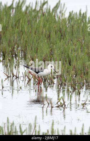 Slilt ad alare nera (Himantopus himantopus) Hickling Broad NWT Norfolk GB UK May 2022 Foto Stock