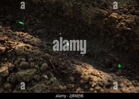 Semi di giovani pianta di cetrioli sono preparati per piantare nel terreno. Semi in file di recessi nel giardino. Foto Stock