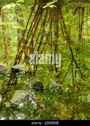 Parte sommerse pietre e astratto albero riflessioni nel fiume Wharfe in Strid Wood Bolton Abbey North Yorkshire Inghilterra Foto Stock