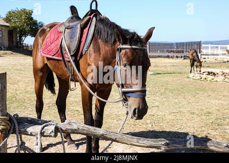Un cavallo legato ad un palo di legno con una sella in una calda giornata estiva sullo sfondo con un cavallo fallo acqua potabile Foto Stock