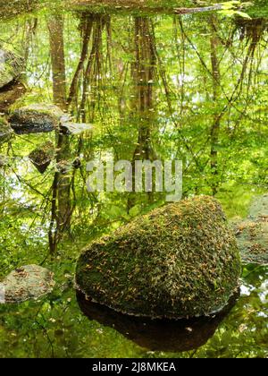 Parte sommerse pietre e astratto albero riflessioni nel fiume Wharfe in Strid Wood Bolton Abbey North Yorkshire Inghilterra Foto Stock