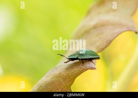 bug verde su una foglia Foto Stock