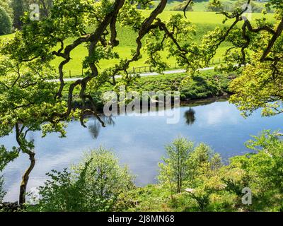 Retroilluminata foglia di primavera lungo la banca sul fiume Wharfe vicino Bolton Abbey North Yorkshire Inghilterra Foto Stock