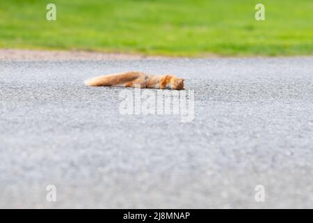 Red Squirrel morto su strada - ucciso da auto di passaggio - Scozia, Regno Unito Foto Stock