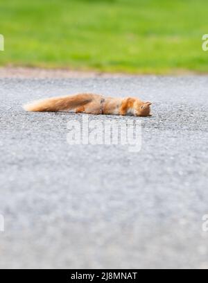 Red Squirrel morto su strada - ucciso da auto di passaggio - Scozia, Regno Unito Foto Stock
