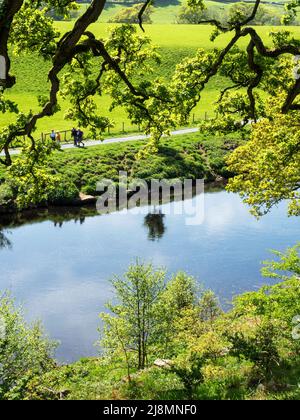 Retroilluminata foglia di primavera lungo la banca sul fiume Wharfe vicino Bolton Abbey North Yorkshire Inghilterra Foto Stock