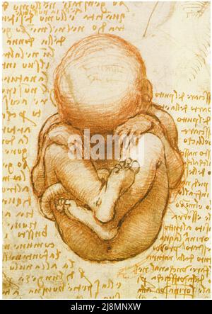 LEONARDO DA VINCI. IL MISTERO DELLA CREAZIONE. DETTAGLIO DA UN FOGLIO DI STUDI SUL FETO NELL'UTERO. Foto Stock