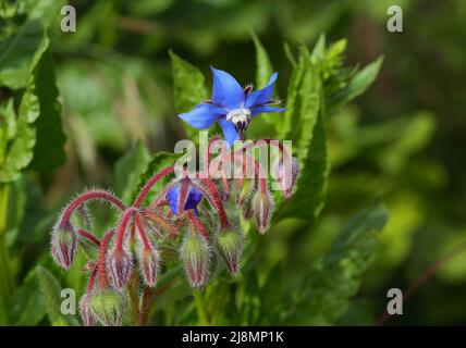 Borragine pianta fioritura e germogli in natura. Borago officinalis. Sintra, Portogallo. La pianta ha molti usi medicinali. Olio di borragine in particolare. Foto Stock