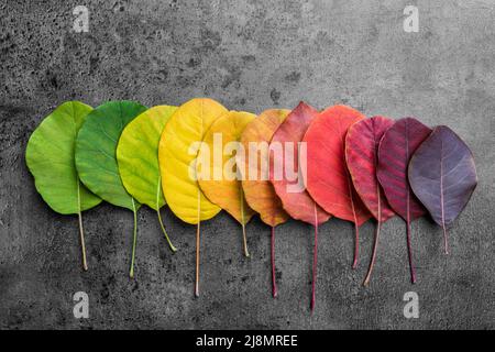 Selezione di foglie autunm belle e colorate Foto Stock