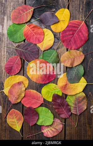 Selezione di foglie autunm belle e colorate Foto Stock