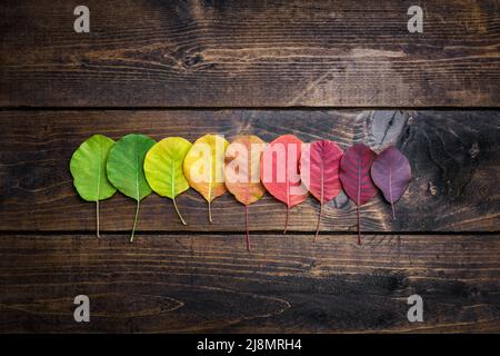 Selezione di foglie autunm belle e colorate Foto Stock