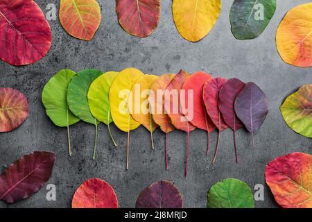 Selezione di foglie autunm belle e colorate Foto Stock