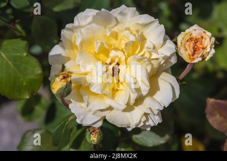 Roses in complesso etnografico Damascena situato nel villaggio di Skobelevo in Rose Valley, Bulgaria Foto Stock