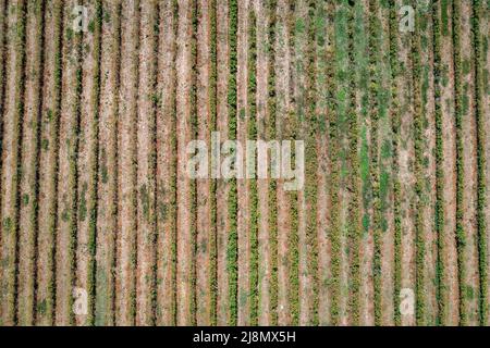 Campo di rosa con droni accanto al complesso etnografico Damascena situato nel villaggio di Skobelevo in Rose Valley, Bulgaria Foto Stock