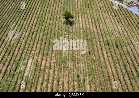 Campo di rosa con droni accanto al complesso etnografico Damascena situato nel villaggio di Skobelevo in Rose Valley, Bulgaria Foto Stock