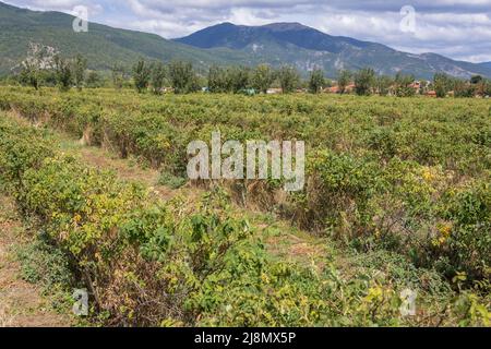 Campo di rose vicino al complesso etnografico Damascena situato nel villaggio di Skobelevo in Rose Valley, Bulgaria Foto Stock