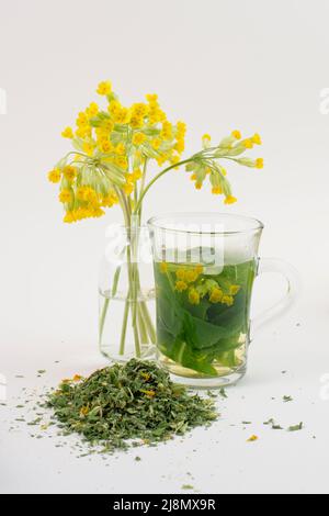 Cowslip, Primula veris - fiori freschi, tè e mucchio di piante secche. Foto Stock