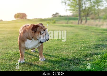 Red english Bulldog inglese camminando sull'erba in sole primavera giorno Foto Stock