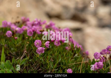 Mountain Heather Blooms nelle alte montagne del Rocky Mountain National Park Foto Stock