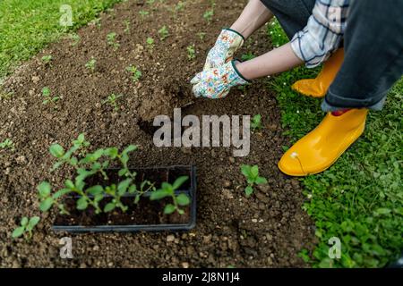 Donna giardiniere piantando fiori nel suo aiuole. Concetto di giardinaggio. Giardino paesaggistico proprietario di piccole imprese. Piantando piantine di Snapdragon. Foto Stock
